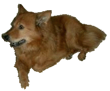 Aslan Aslan