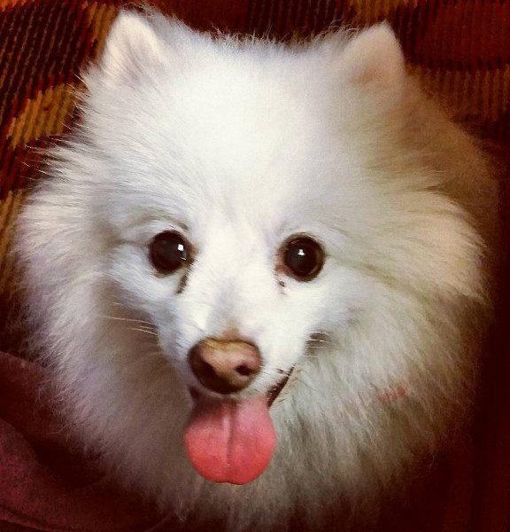 Trixie